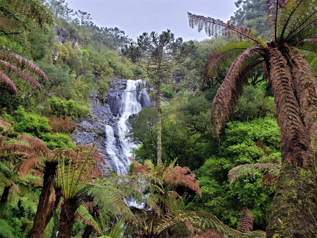 Vista da Cascata do Mundo Novo em Urubici, com Xaxins ancestrais ao redor e passarelas de madeira, oferecendo uma imersão na natureza da Serra Catarinense.