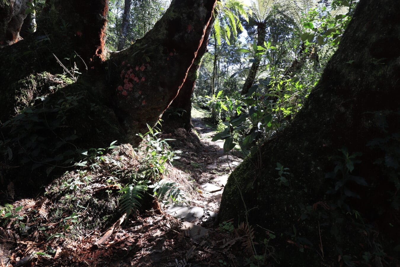 Imagem de um jardim exuberante em Urubici, com grandes xaxins centenários, em um ambiente tranquilo e natural.